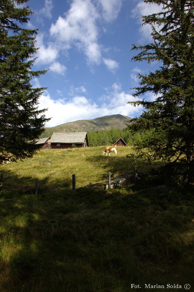 Pastwiska przy szlaku do Preberhalterhütte