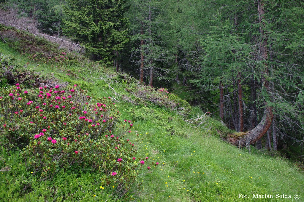 Trochę alpejskiej roślinności