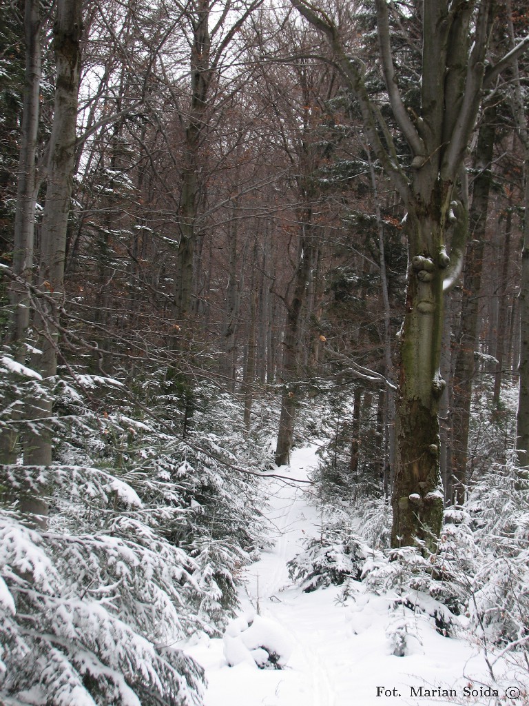 Ścieżka przez las...