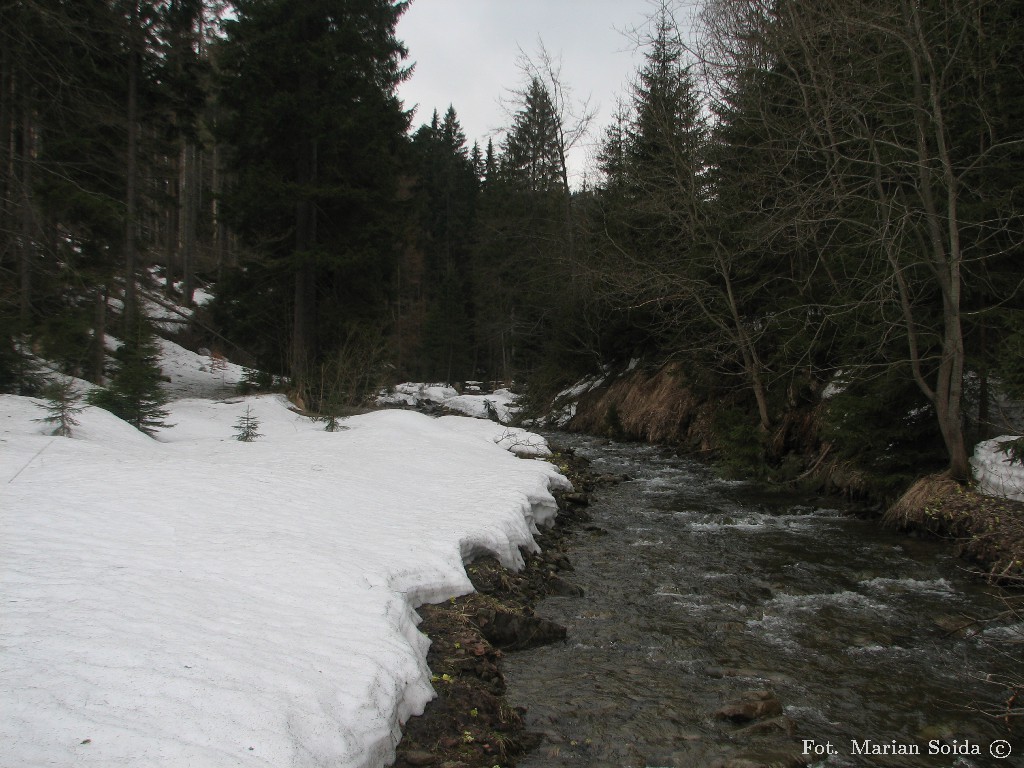 Potok Kamienica