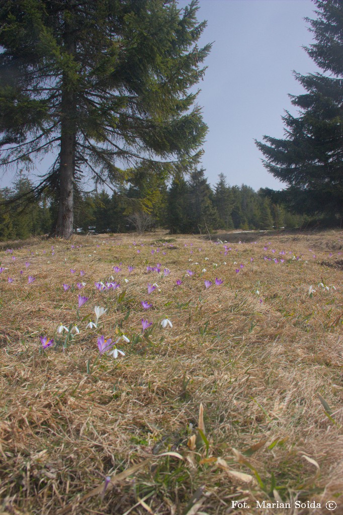 Polana Jaworzyna Obidowska