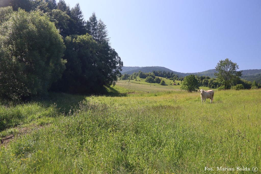 Wiejski klimat nad Lubomierzem