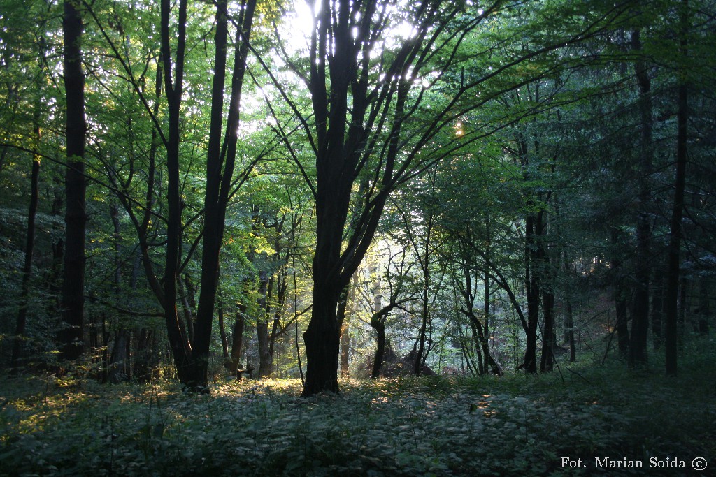 06:00 Grzbiet między Prełukami a Komańczą - w porannym Słońcu las jakoś zawsze wyglada bardziej magicznie