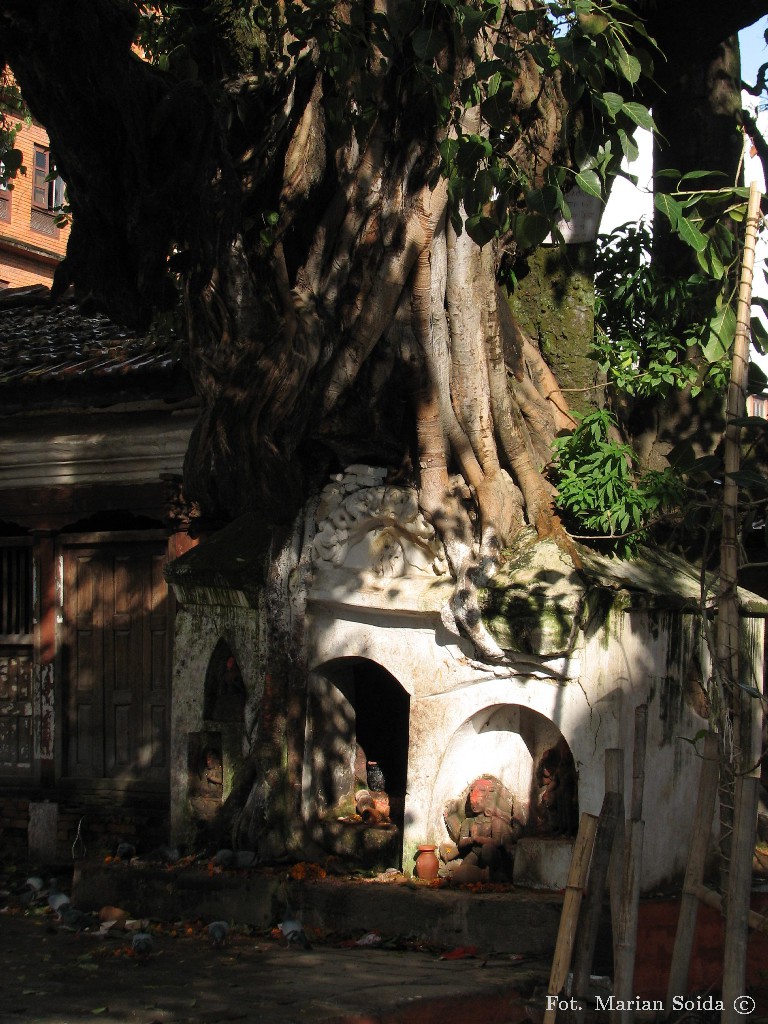 Drzewo rosnące na świątyni