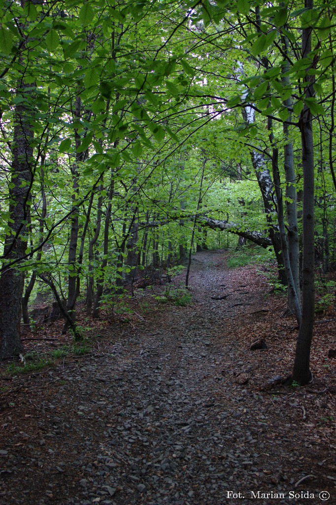1 V 05:47: Przyjemną ścieżką przez las