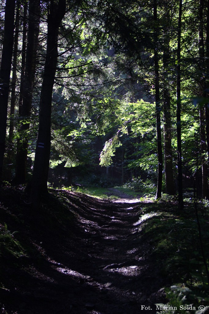 Taka sobie ścieżka przez las