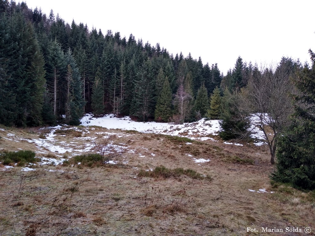 Resztki śniegu pod lasem