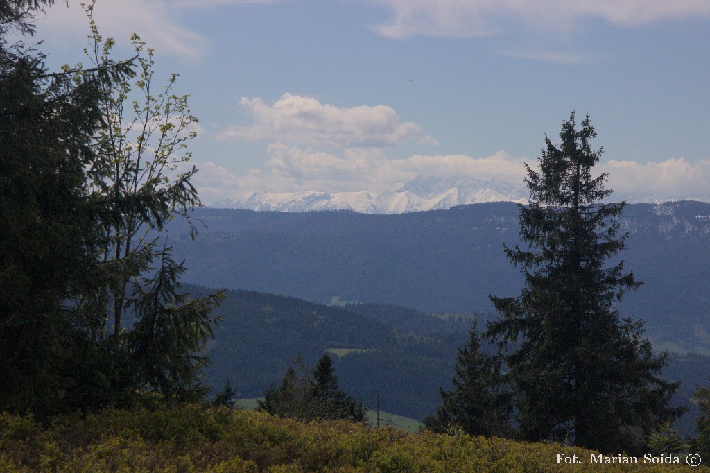 Widok na Tatry spod szczytu Ćwilina