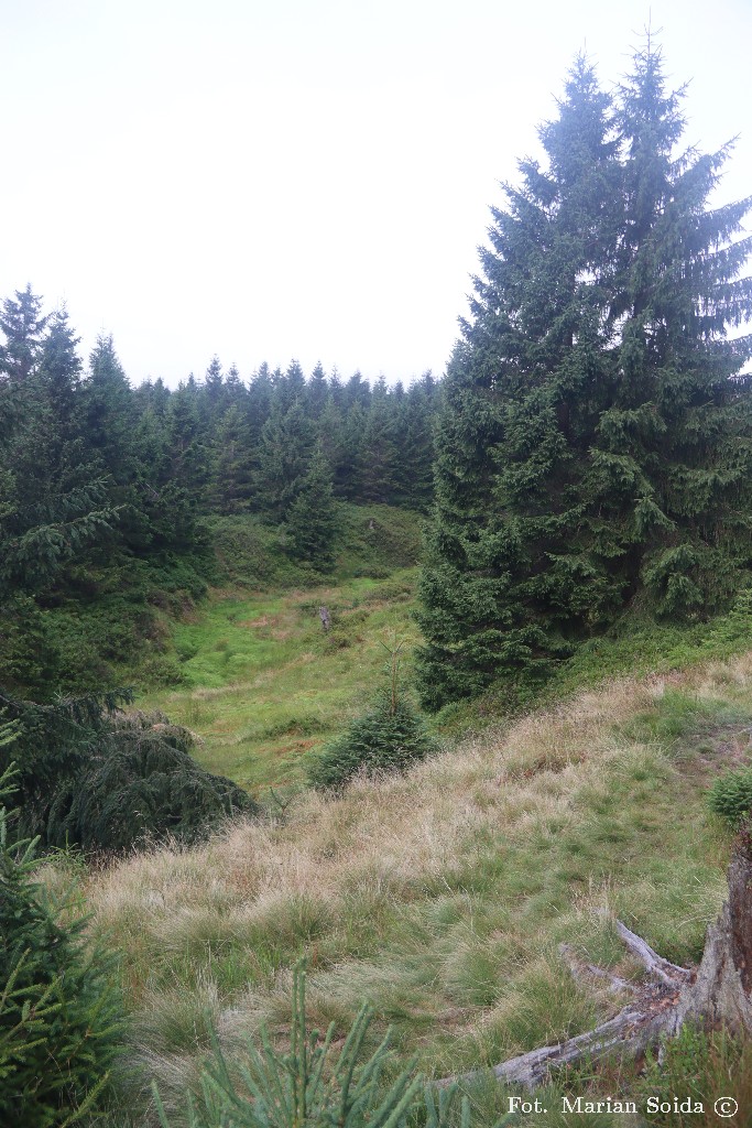 Kolejne torfowiska - pod Wysoką Kopą