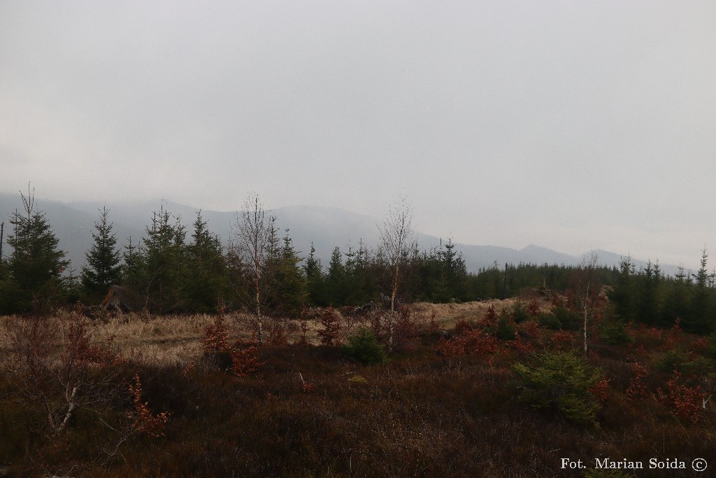 Majaczący grzbiet Magurki Radziechowskiej