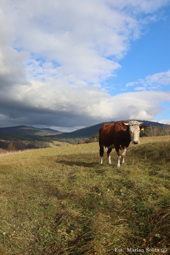 Śnieżnica i (zasłoniętyi) Ćwilin z Łostówki