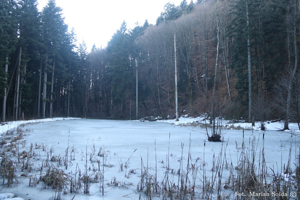 Stawek jeszcze skuty lodem