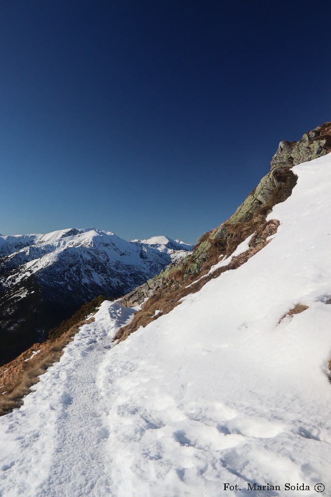 Trawers Goryczkowej Czuby