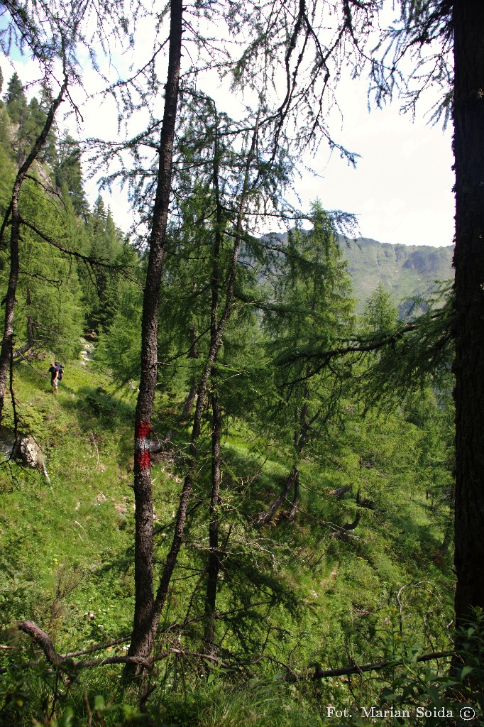 Leśna ścieżka do Grazerhütte