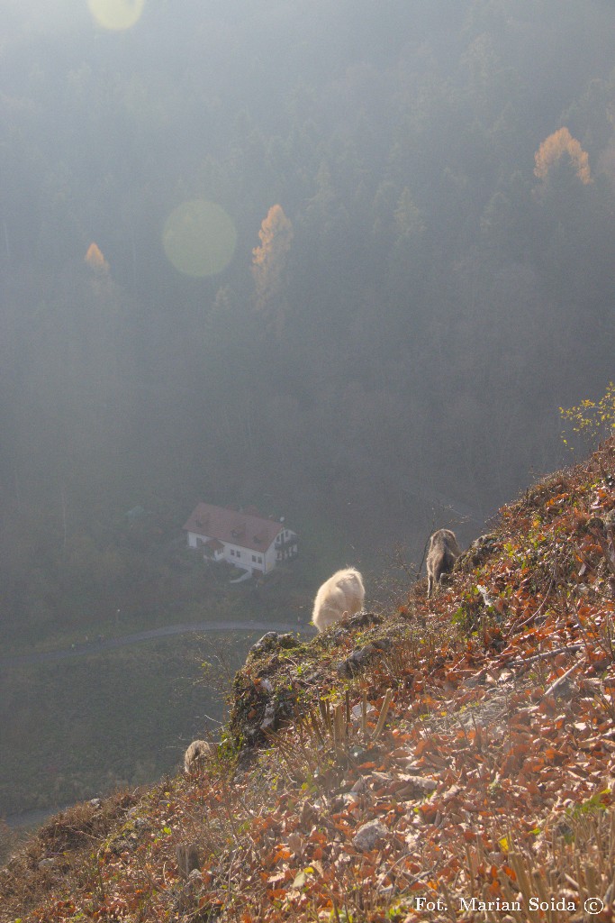 Kozy na Koronnej Górze