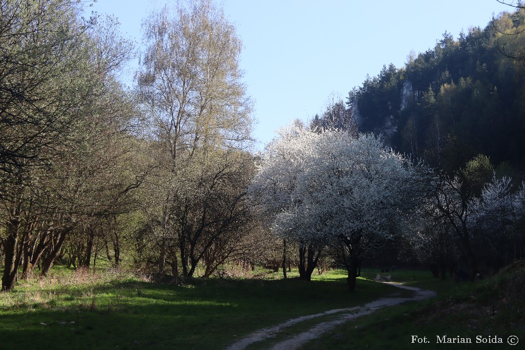 Wiosna w Dolinie Kobylańskiej