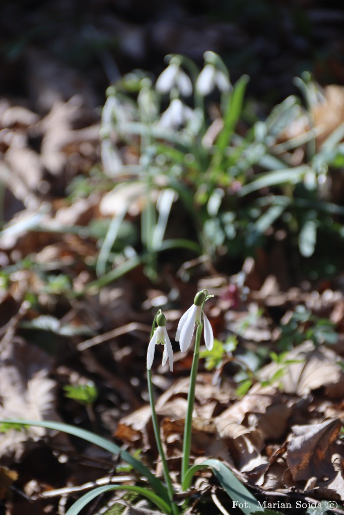 Nieśmiałe oznaki wiosny
