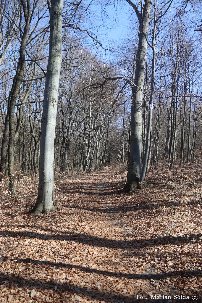 Ścieżka po wierzchowinie