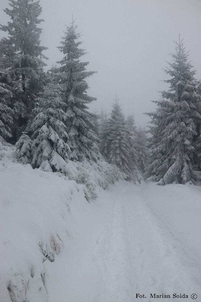 Stokówka wokół szczytu Turbacza