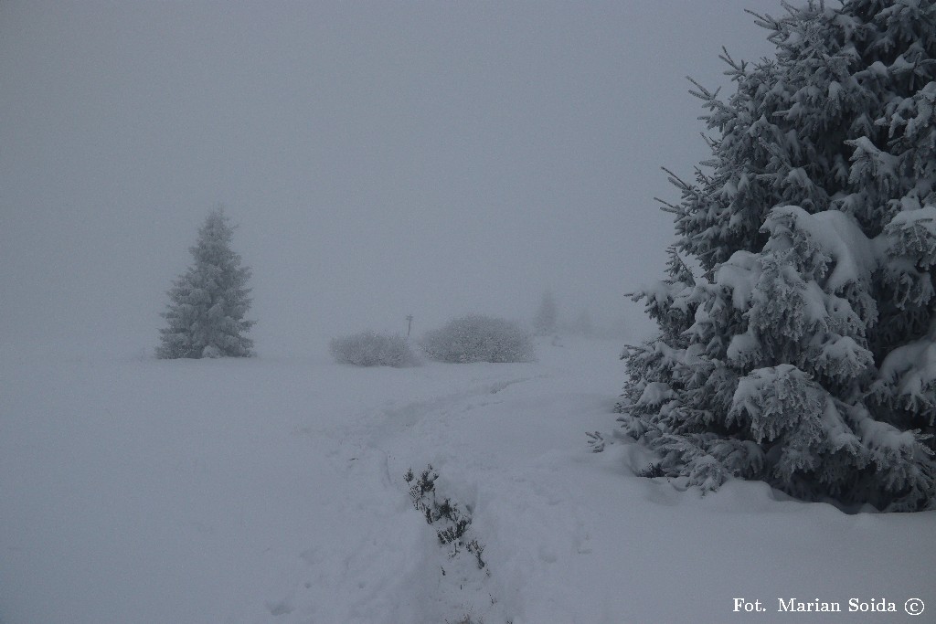 Widok na Halę Turbacz spod Czoła Turbacza