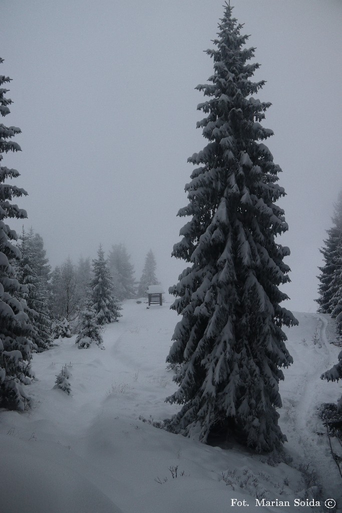 Szczyt Czoła Turbacza