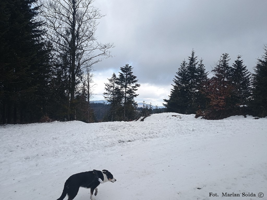 Widok na Mogielicę (i pieska)