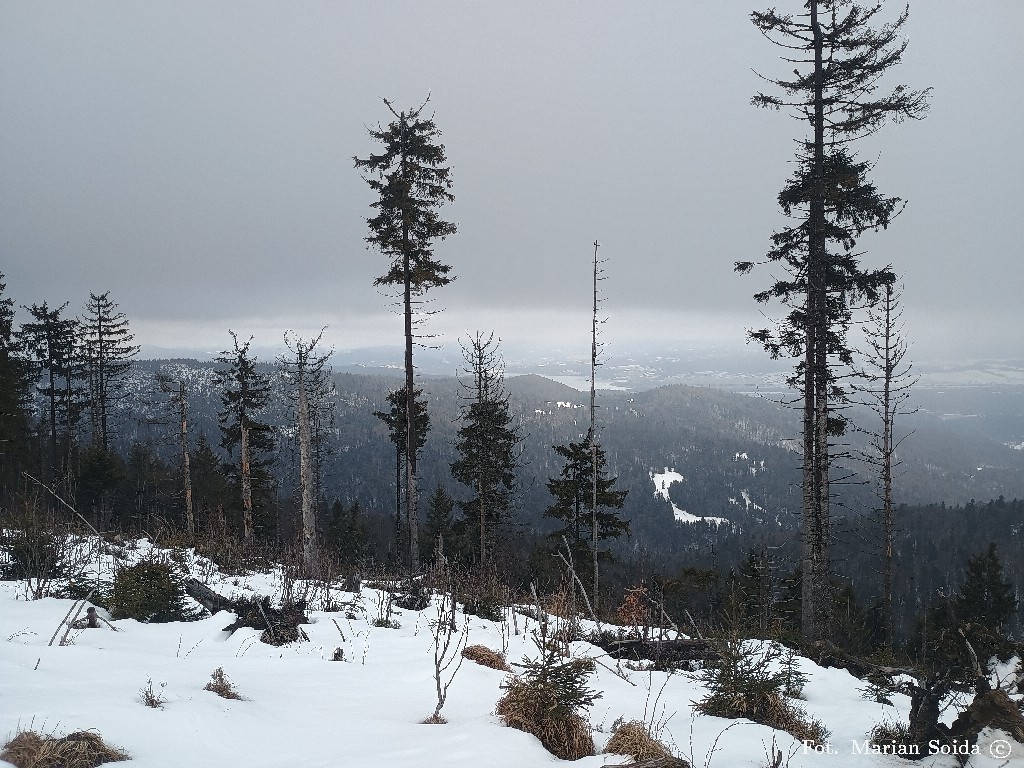 Widok na Jezioro Czorsztyńskie spod szczytu