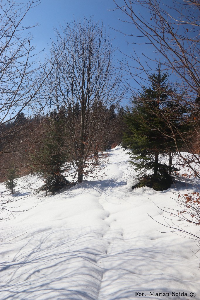 Zarastająca Polana Solnisko