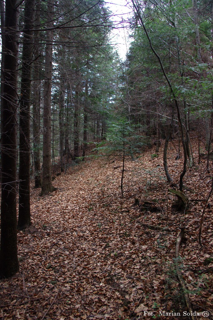 Ledwo zaznaczona ścieżka przez las