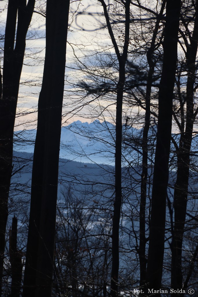 Widok na Tatry - tylko między drzewami