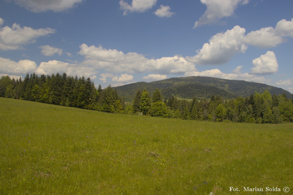 Ćwilin z nad Półrzeczek