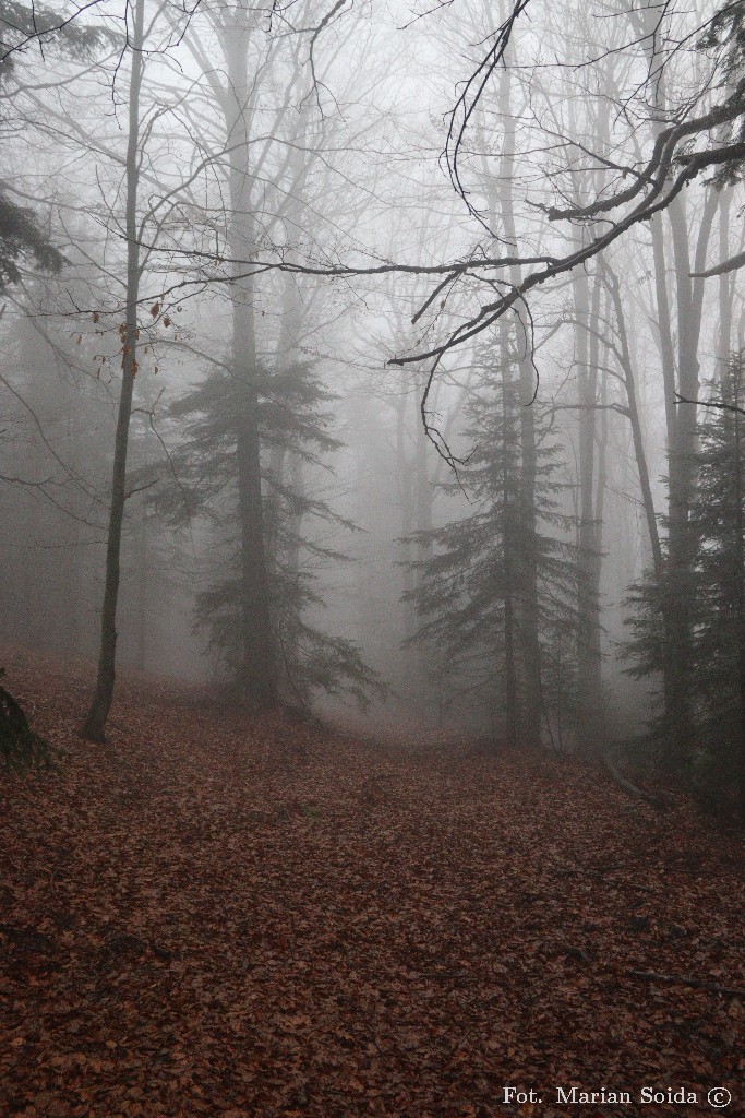 Bajkowy las pod Lubomirem