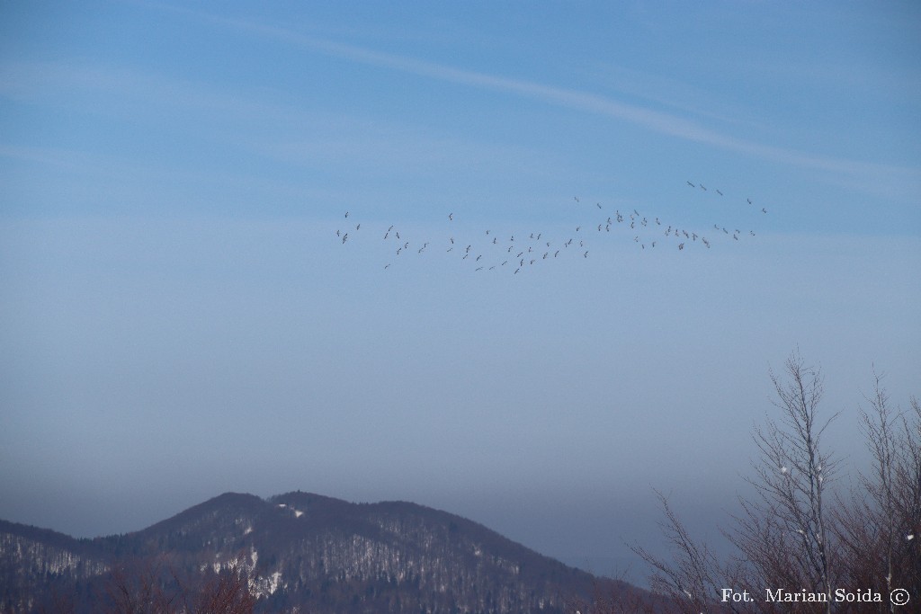 Uroku dodają klucze żurawi - te nad Łopiennikiem