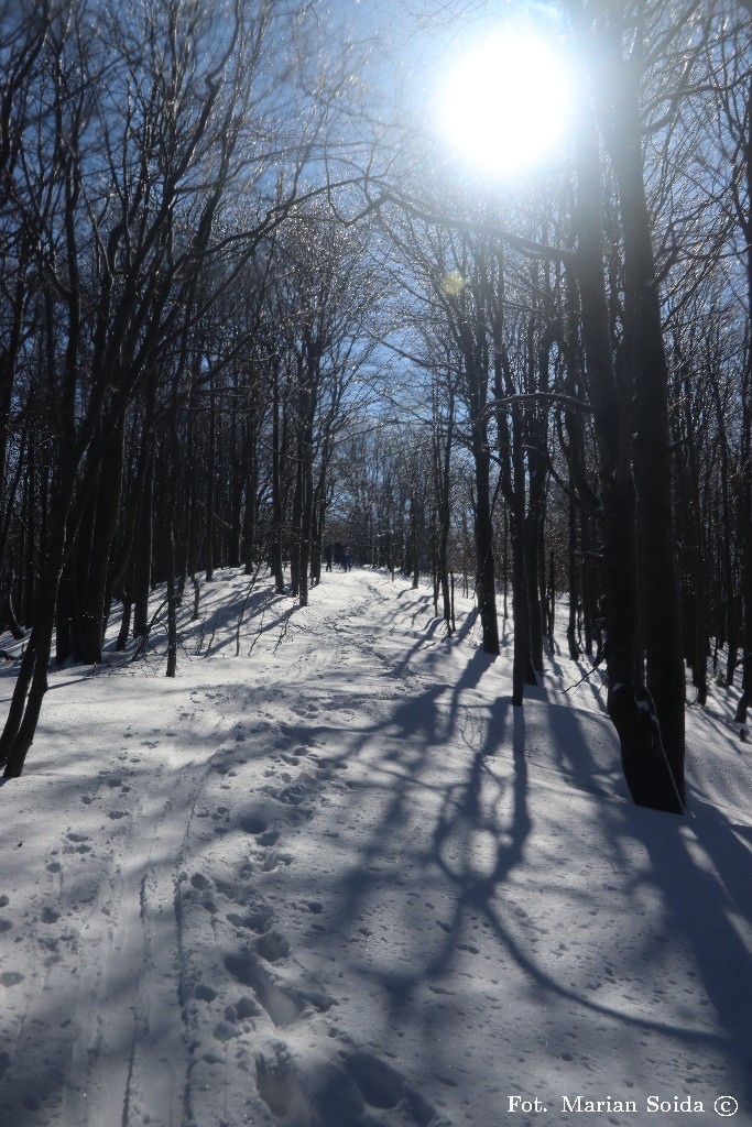 ... dalej lasem w kierunku Dużego Jasła