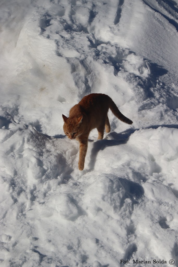 Maurycy wracający ze spaceru