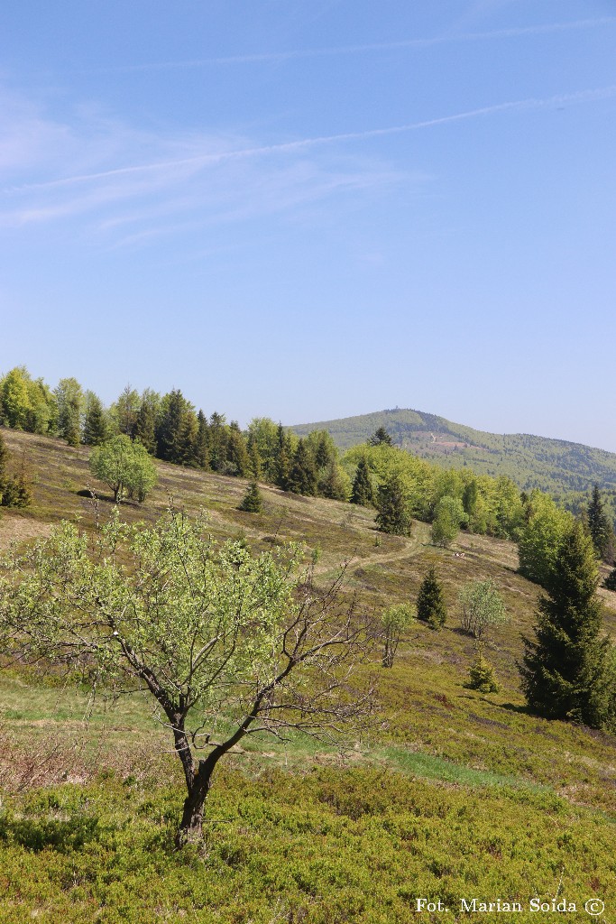 Mogielica spod Jasienia