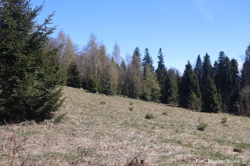 Polanka po sąsiedzku z Polaną Surówka