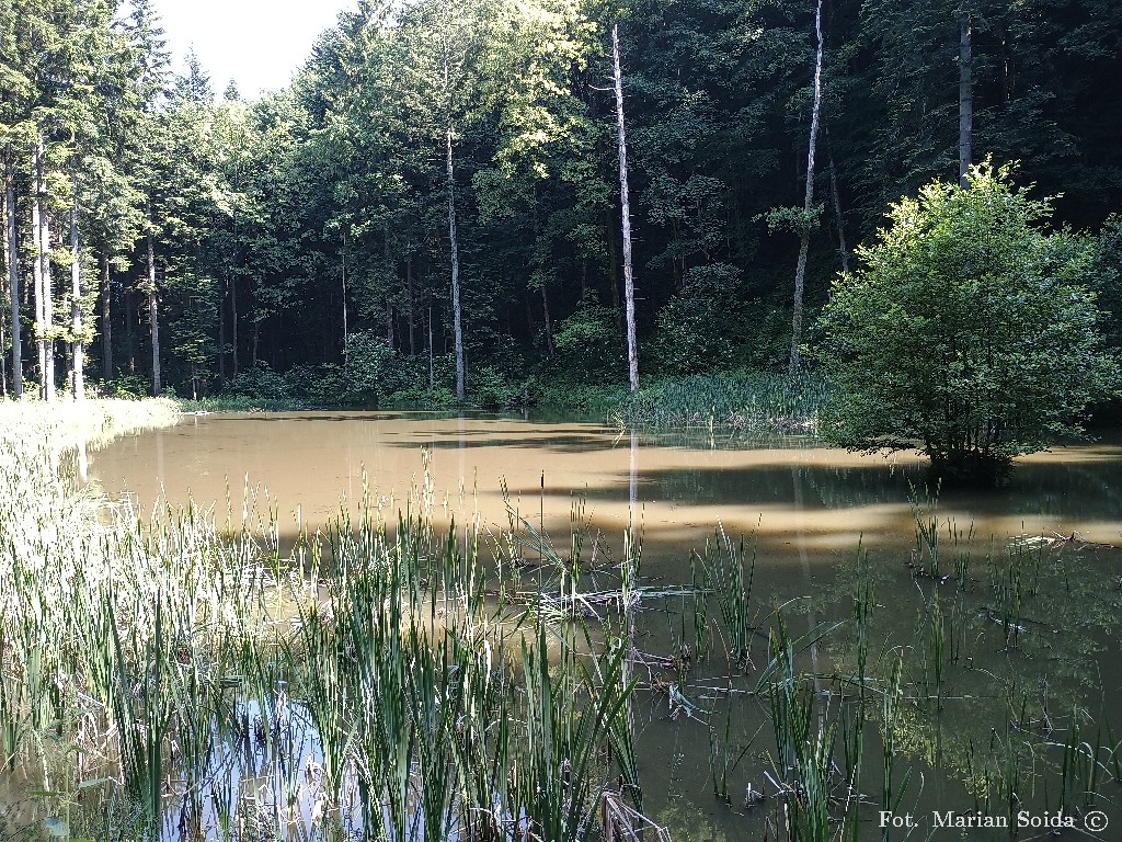 Stawek pod Śnieżnicą po porannych deszczach