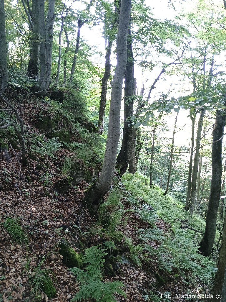 Północny stok Śnieżnicy
