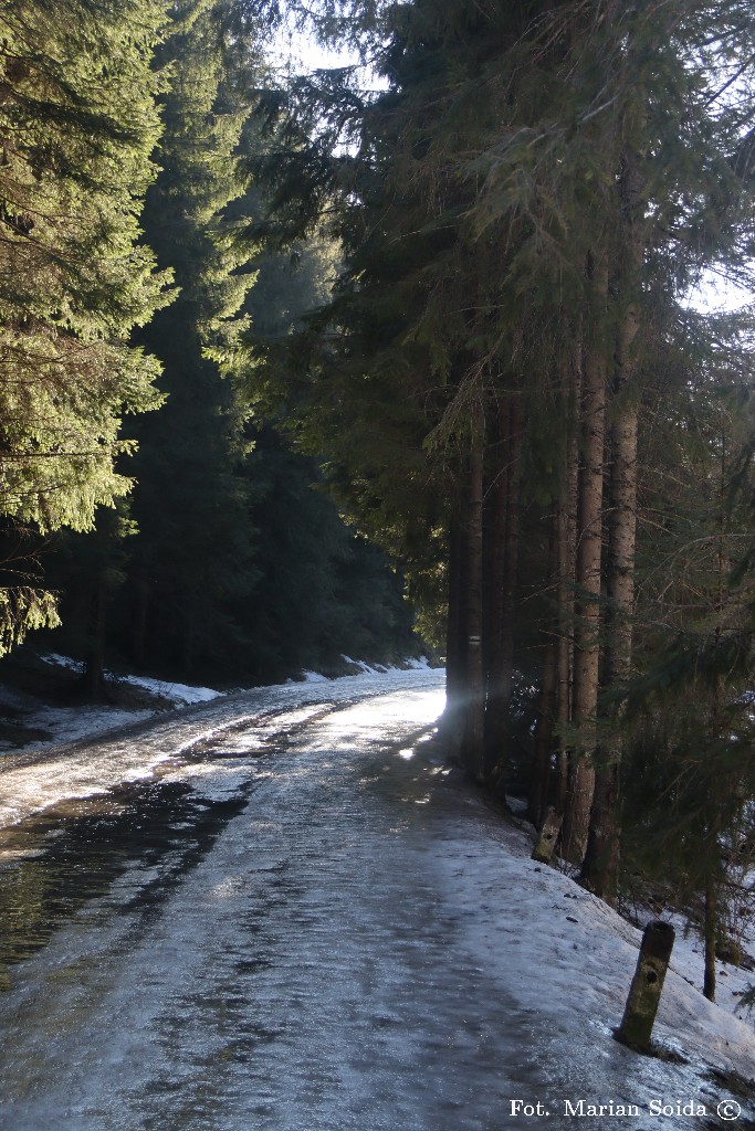 Droga w Dolinie Chochołowskiej