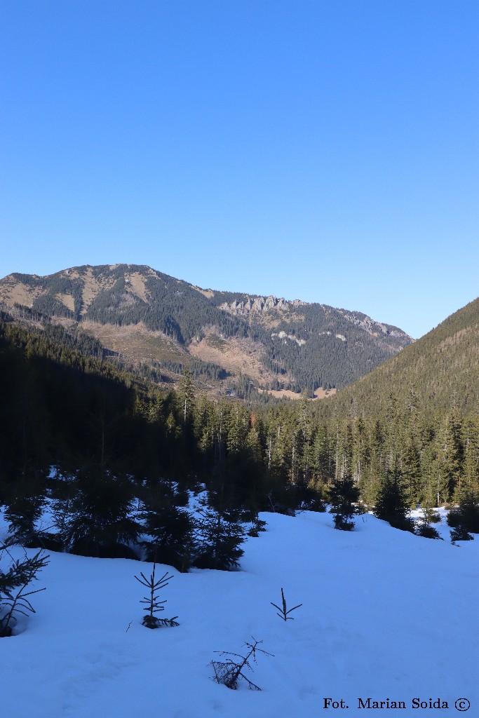 Bobrowiec z Doliny Chochołowskiej Wyżniej
