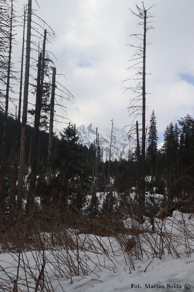 Nieśmiało wyłaniający się cel na dziś