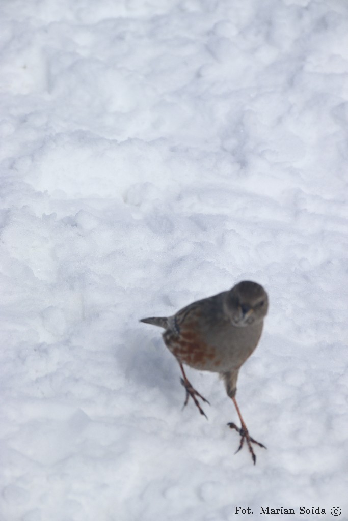 Zaciekawiony mieszkaniec szczytu Kościelca